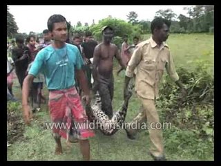Leopard falls into well and dies, Jalpaiguri, West Bengal