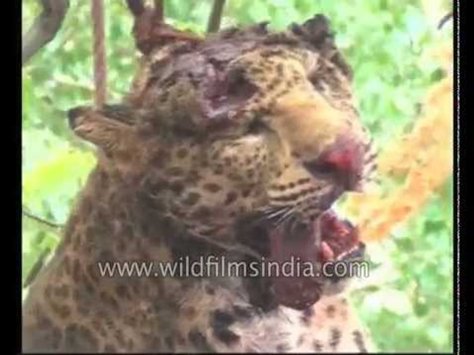Leopard attacks man, is lynched and hung from tree, in India