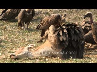 Slender billed vultures converge upon dead deer in Sikkim