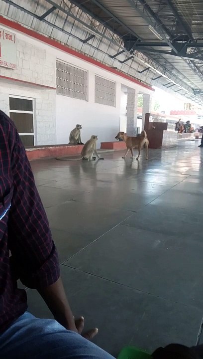 Monkey dog funny video