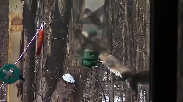 Подготовка белки к полету в космос