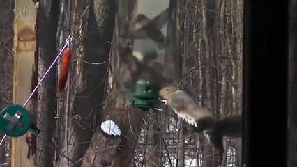 Подготовка белки к полету в космос