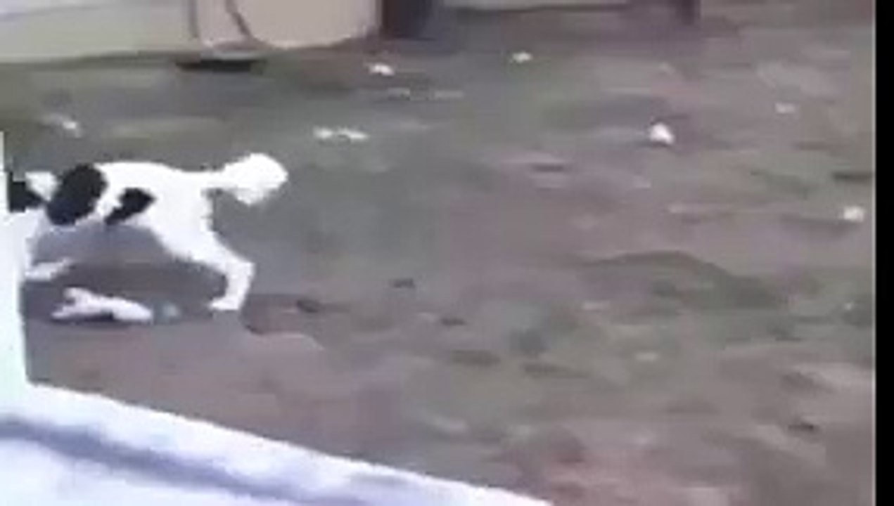 funny1