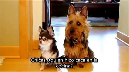 Le Preguntó A Su Perros Quién Hizo Caca En La Cocina. Ahora Vea Sus Respuestas… ¡JAJAJA!