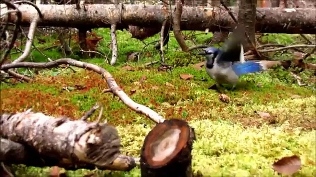 Blue Jay steals from Squirrel