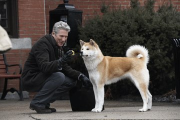 Hachi: A Dog's Tale
