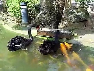 Wow..Ducks Playing with Fishes - Very Interesting