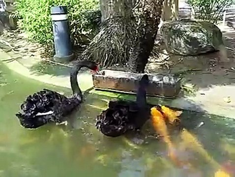 Wow..Ducks Playing with Fishes - Very Interesting