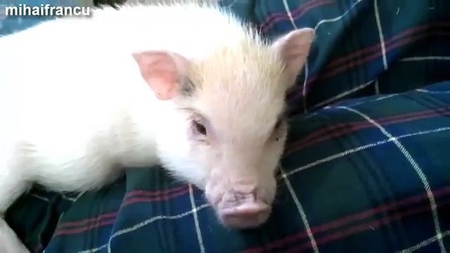 Adorable Animals Enjoying A Belly Rub Compilation 2014 NEW