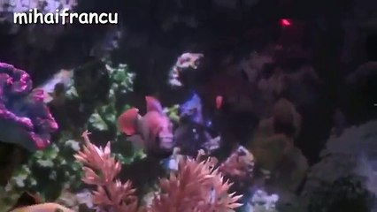 Funny Cats Compilation [Most See] Funny Cat Videos Ever Part 1 - Forget Your Sadness