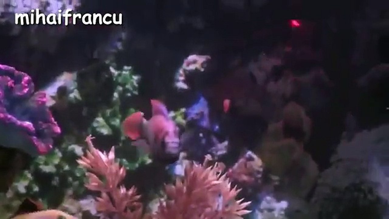 Funny Cats Compilation [Most See] Funny Cat Videos Ever Part 1 - Forget Your Sadness