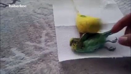 Arkadaşının ölümünü kabul edemeyen muhabbet kuşu