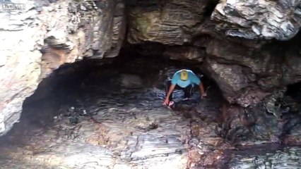 Quelques insectes dans une grotte