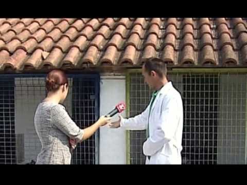 SHKOLLA E QENVE VIJON TRADITA E RRITJES DHE TRAINIMIT TE KAFSHEVE LAJM