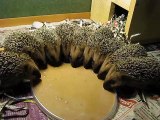 Hedgehogs Eating in a Circle