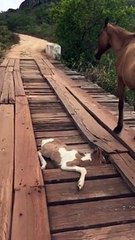 Man Rescues Young Horse from Bridge