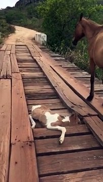 Man Rescues Young Horse from Bridge