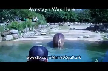 Sadece Osurmak İsteyen Su Aygırı