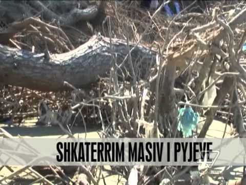 Shkatërrim masiv i pyjeve - News, Lajme - Vizion Plus
