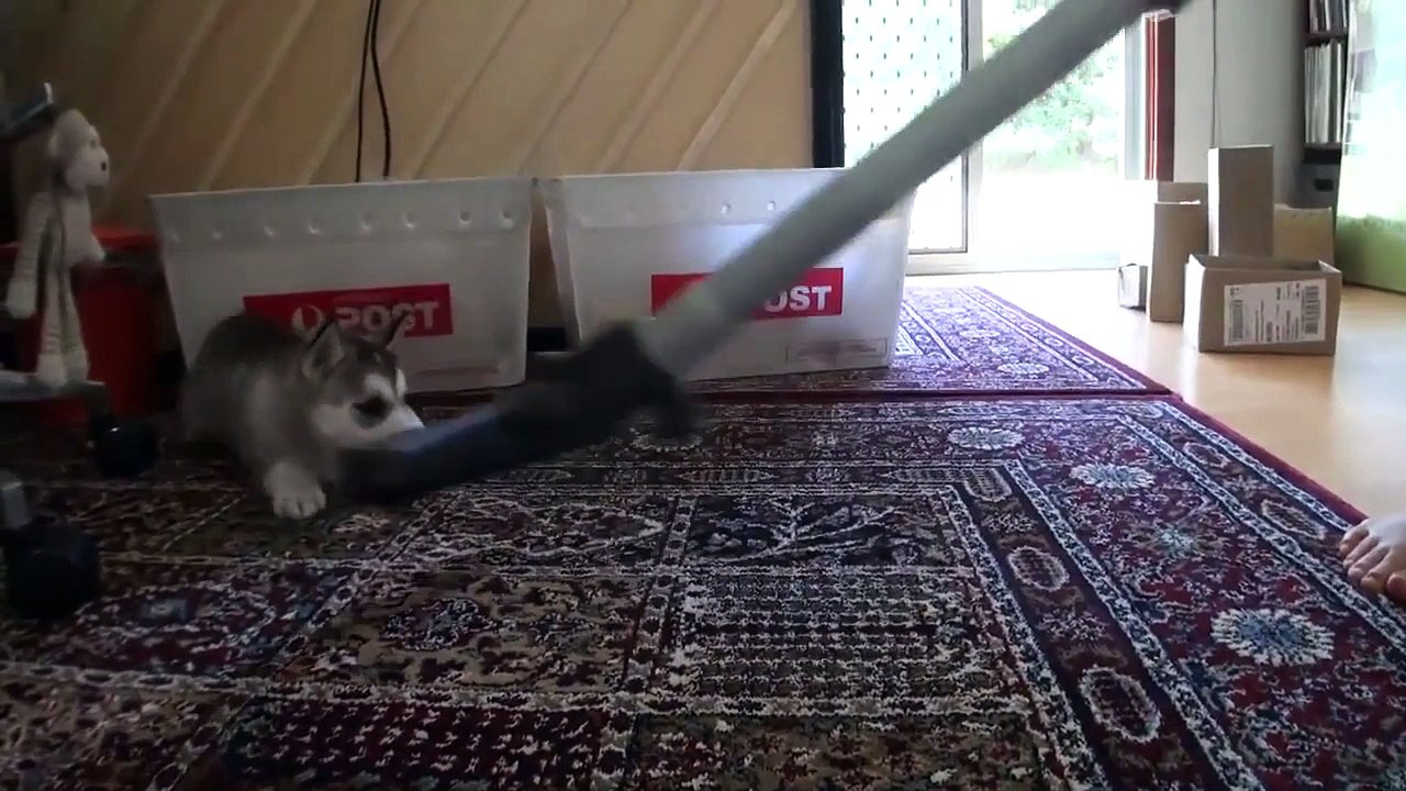 Husky Puppy