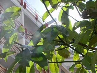 RIKTHEHET DIELLI NE FUNDJAVE DO TE KEMI MOT TE MIRE DHE TE NGROHTE LAJM