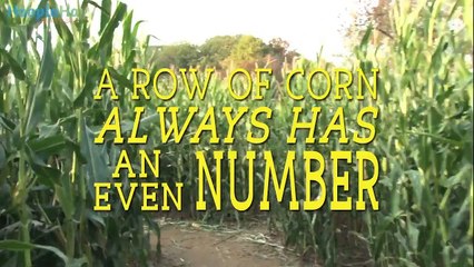 10 Fun Facts About Food - Betcha Didn't Know