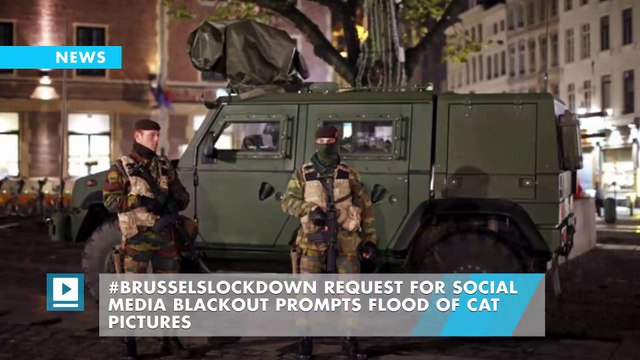 #BrusselsLockdown request for social media blackout prompts flood of cat pictures