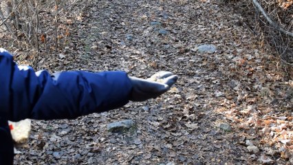 marai provencher geai bleu