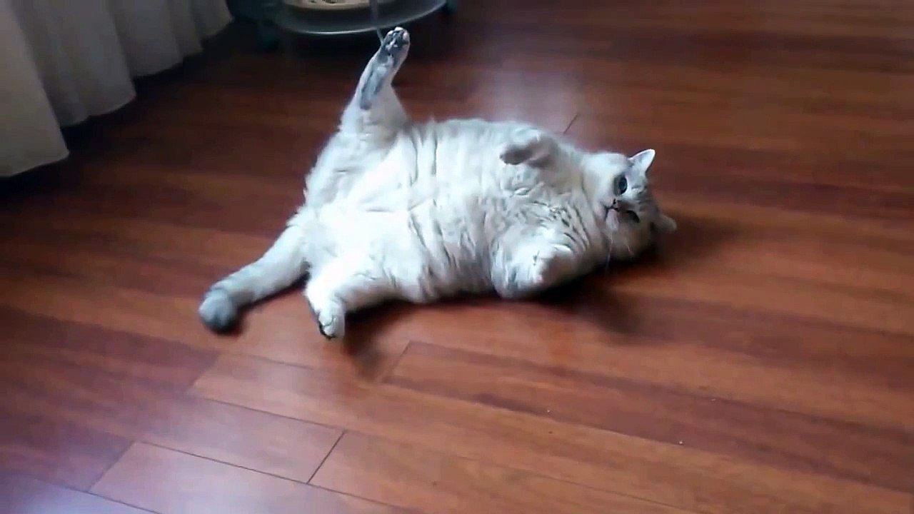 Happy Cat