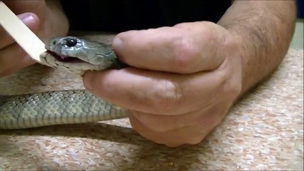 Bringing your snake to the vet