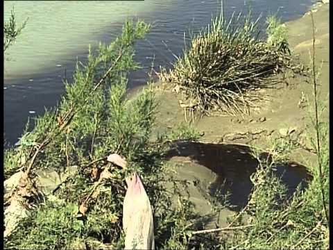 SKANDALI ME PLEHERAT EKSTRAKTI I MBETURINAVE TE SHARRES HELMON LUMIN ERZEN LAJM