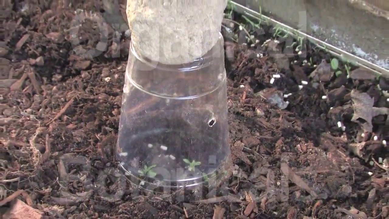 How to Grow Afghan GMO Papaver Somniferum Poppies - Super Seed