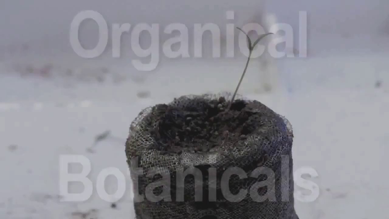 Grow Somniferum Poppies in HALF the TIME -Afghan GMO Poppy Seeds DOUBLE the YIELD