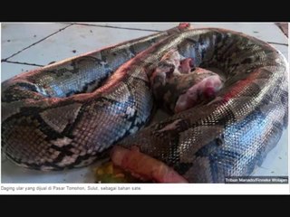 SATE ULAR, DAGING KUCING/ANJING, TIKUS & KELELAWAR BAKAR, MENJADI KULINER EKSTRIM DI MANADO