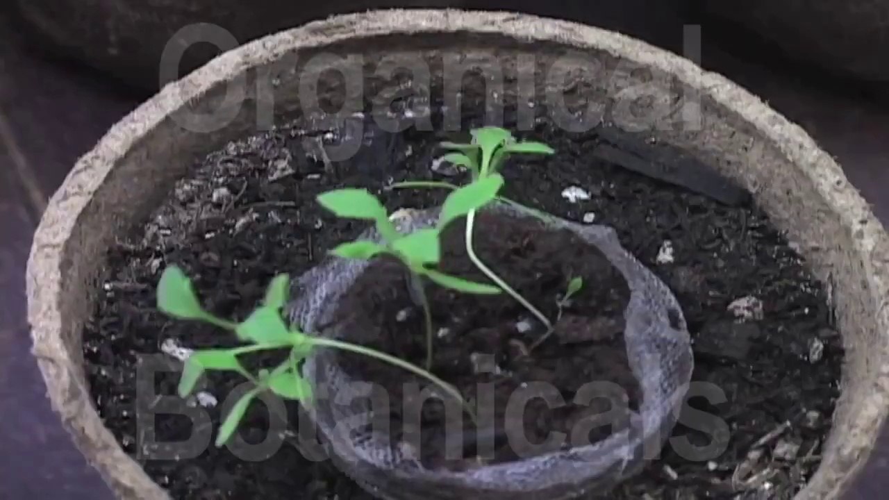 Grow Opium Poppies - Stage #1  -Germination, Sprouts, seedlings, seeds from http://OrganicalBotanicals.com/ @OrganicBotanics
