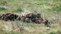 Jungle Battle Between Lions and Hyenas and The King
