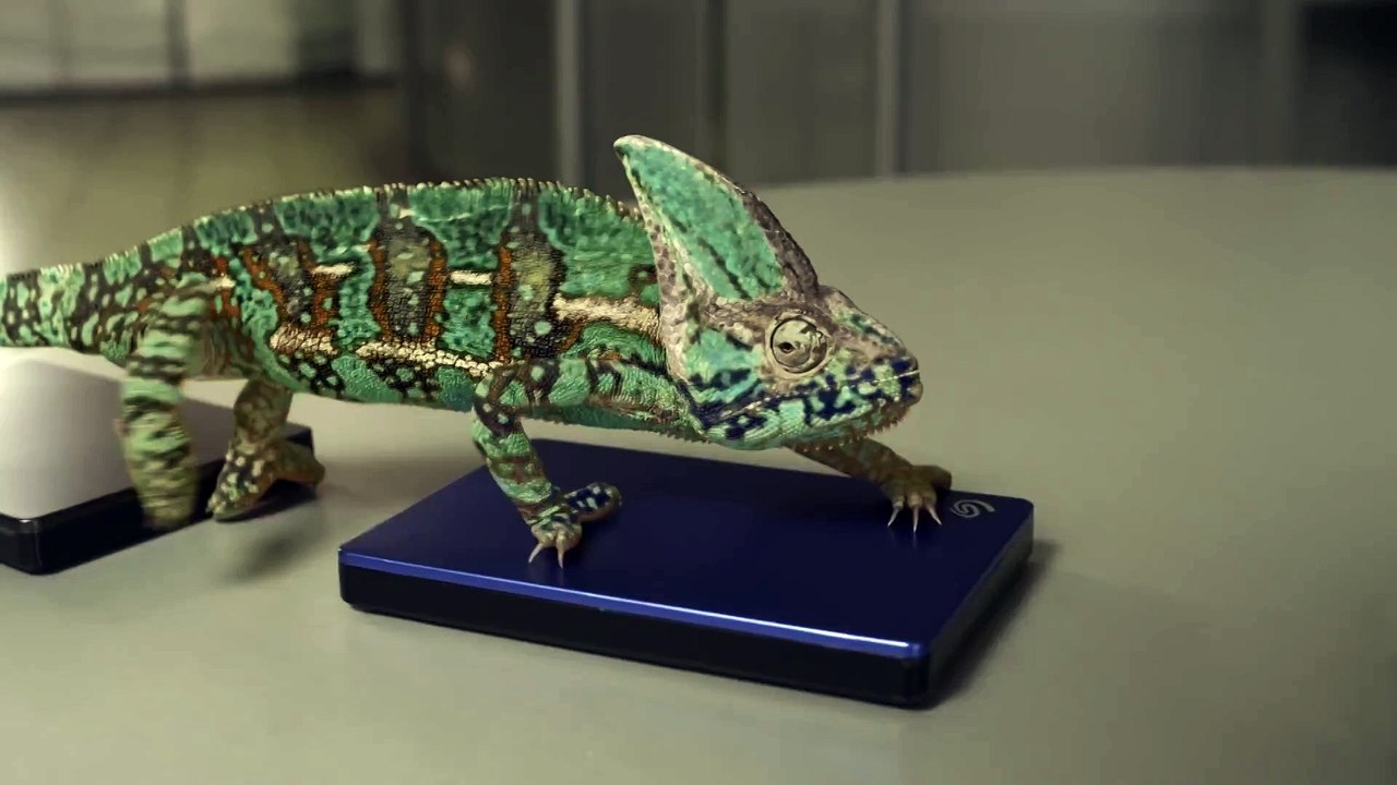 Забавный хамелеон меняет цвет))) – Видео Dailymotion