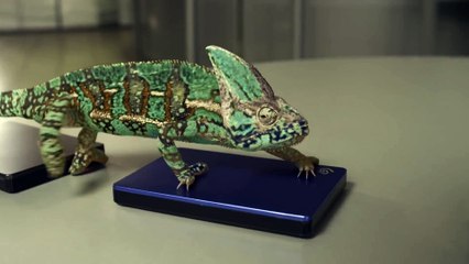 Забавный хамелеон меняет цвет)))