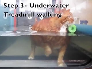 Кот похудел на 10 кг