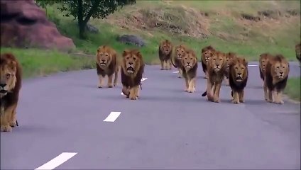 Un énorme troupeau de lions se balade tranquillement