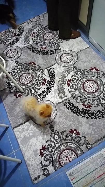 SATILIK BOO POMERANİAN YAVRULARI ORİJİNAL SECERELİ 05414501227