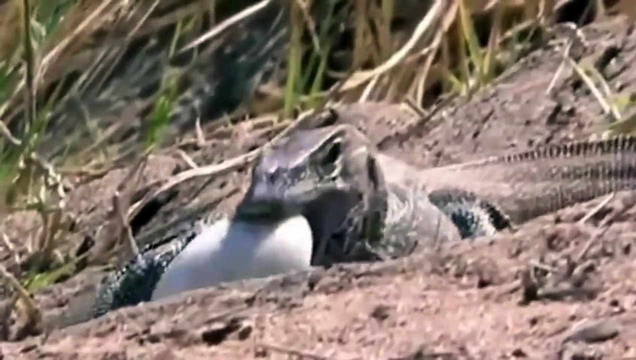 Animals Documentaries = River's Owners and Lion - Hippos, Crocs, Lions = Wildlife Animals