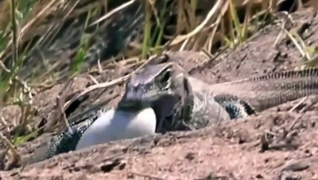 Animals Documentaries = River's Owners and Lion - Hippos, Crocs, Lions = Wildlife Animals