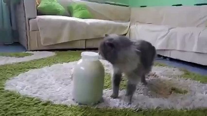 Кот открыл банку с молоком сам