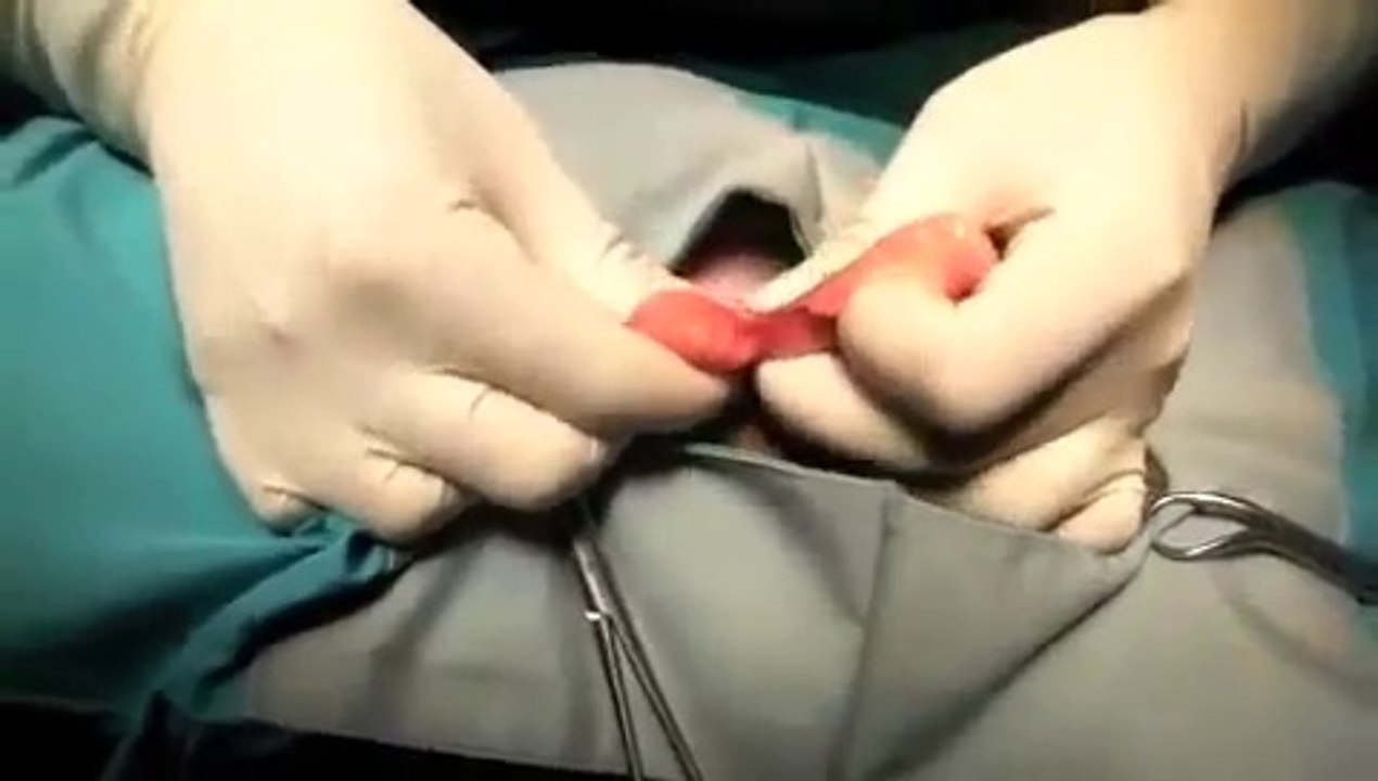 Canine Neuter Surgery