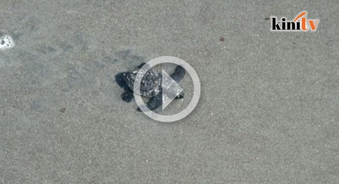 Telur penyu terancam suhu panas di Panama