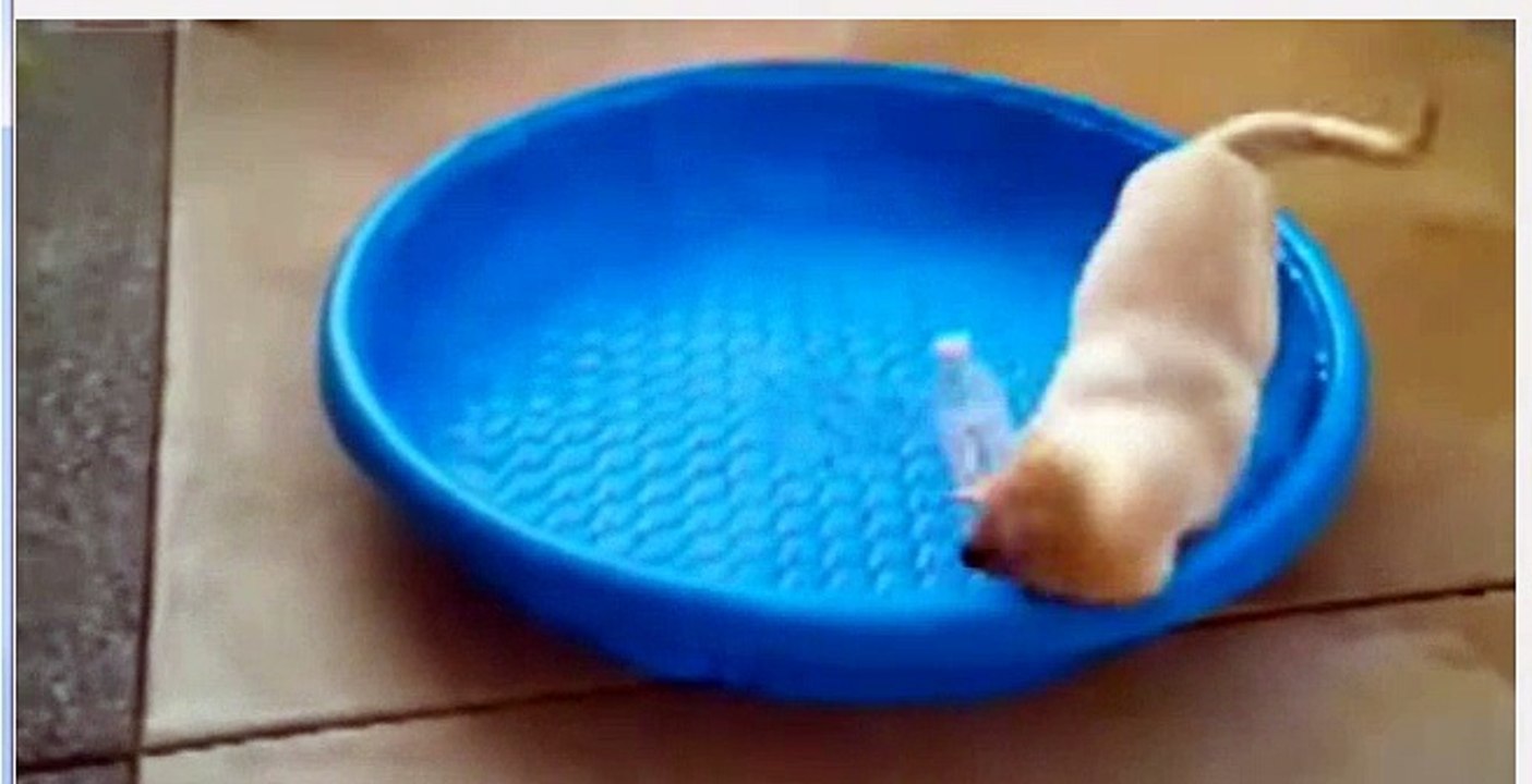 Best Funny Cats And Dog Top Animal