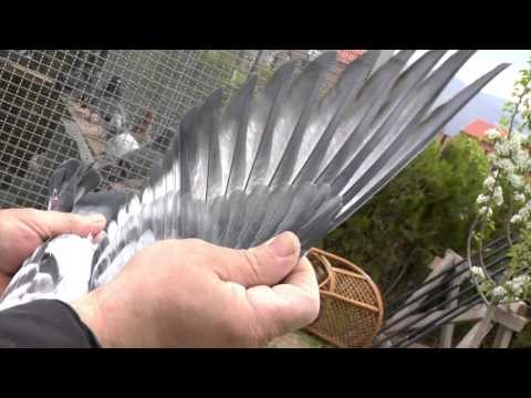 Fisi I Faunes - Episodi 5