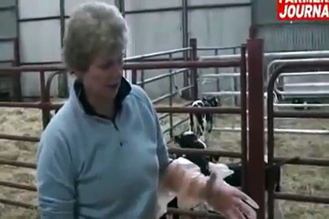 EPD Basics: Part 1 -- Calving Ease