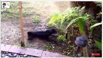 Funny aniMAL Attack other aniMALs - Cow Vs Cat Vs Bear Vs Shark Vs Crocodile